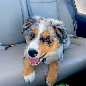 Meet your Posher, Hallie